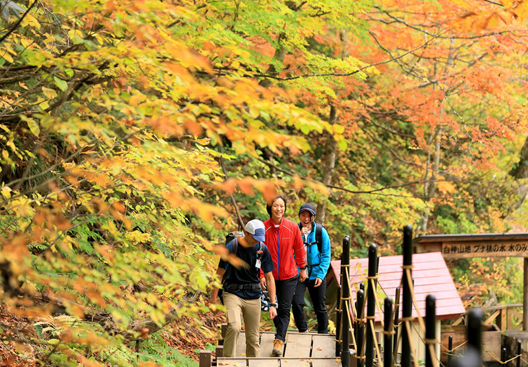 紅葉の白神山地トレッキング