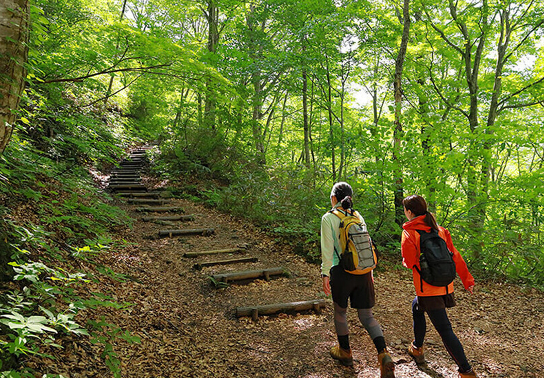 ブナ林散策道トレッキング